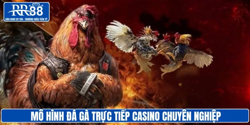 Đá gà trực tiếp casino được quản lý chuyên nghiệp