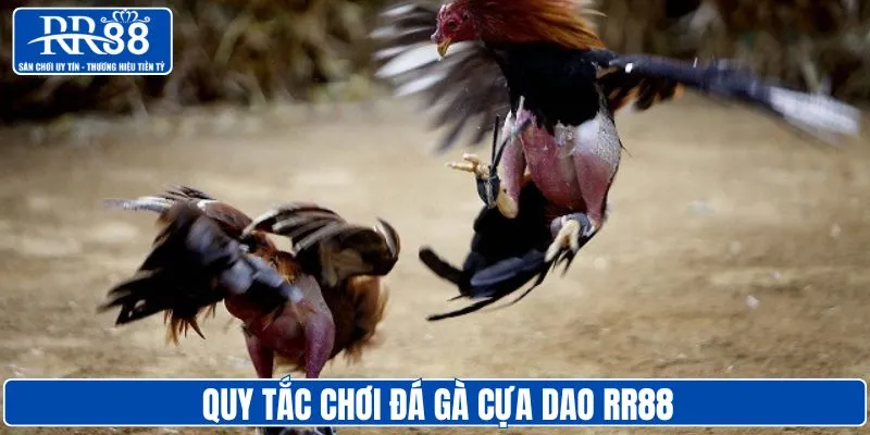 Quy tắc phải tuân thủ khi chơi gà cựa dao