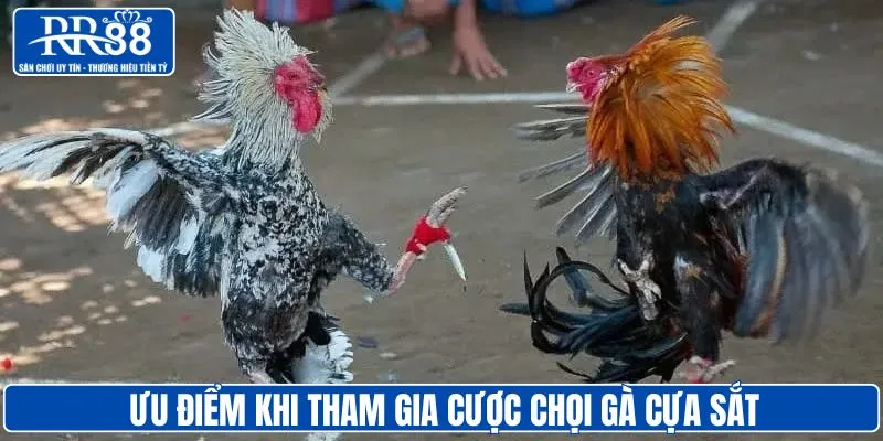 Ưu điểm khi chơi gà cựa sắt